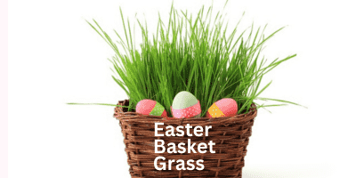 Easter basket grass